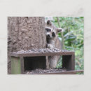 Recherche de cocon cartes postales Mignon