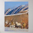 Search for big horn posters Animal