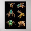 Recherche de entomologie posters Abeilles