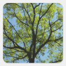Search for oak trees stickers Nature