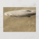 Search for speckled postcards Wildlife