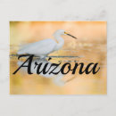 Search for shorebirds cards invites Nature