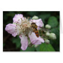Search for hoverflies Insect