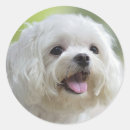 Search for maltese dog stickers Pets