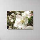 Search for apple blossoms art White