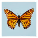 Recherche de monarque posters Nature