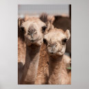 Recherche de émirats posters Chameau