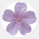 Search for geraniums stickers Pink