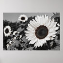 Search for black white sunflower art Monochrome
