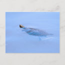 Search for pond turtle postcards Nature
