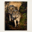 Search for wolves Photography