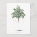 Recherche de paume cartes postales Arbre