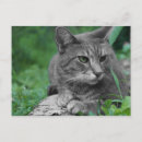 Recherche de yeux verts chat cartes postales Blanc
