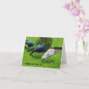 Search for blue peacock bird postcards Thank you