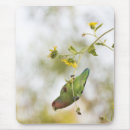 Recherche de inséparables tapis souris Nature