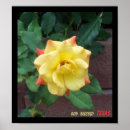 Recherche de rose jaune du texas S'est levé