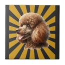 Recherche de caniches carreaux Animal