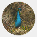 Recherche de photo de paon autocollants Pour tous