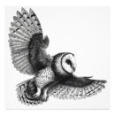 Recherche de hibou blanc posters Contenu générationnel