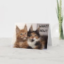 Search for 60th cat birthday cards Photography