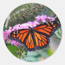 Search for butterfly photo stickers Floral