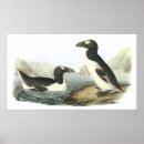 Search for auk posters Birds