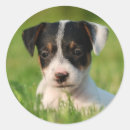 Search for jack russell terrier stickers Cute