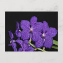 Search for vanda Flora