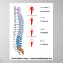 Recherche de vertèbres thoraciques posters Cervical