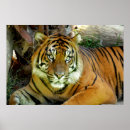 Search for tiger look posters Cat