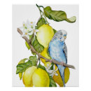Recherche de perroquet bleu posters Perruche