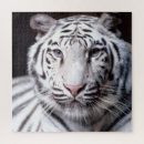 Search for white tiger puzzles Wild cats
