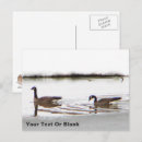 Recherche de oies cartes postales Faune