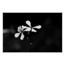 Recherche de floral noir et blanc posters Nature