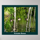 Search for canada goose posters Nature