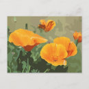 Recherche de coquelicots cartes postales Plantes