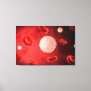 Recherche de globules sanguins posters Circulation sanguine
