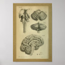 Search for brain stem Anatomy