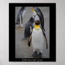 Recherche de penguin posters Faune