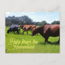 Search for cattle postcards Animals