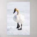Search for anatidae Cygnus buccinator