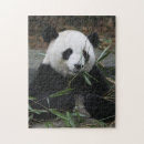 Recherche de panda puzzles Chine