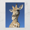 Recherche de portrait girafe cartes postales Nature