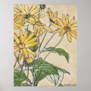 Search for vintage botanical sunflower posters Flowers