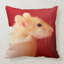 Search for rat pillows Photography