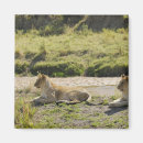 Recherche de panthera Animal