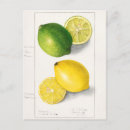 Recherche de citrons cartes postales Vintage