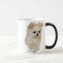 Recherche de chiots de chiwawa tasses Animaux
