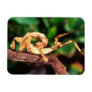 Recherche de stickers magnets Brun