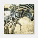 Recherche de animal africain magnets Zèbre